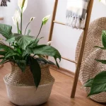 gdje-staviti-spathiphyllum-da-cvjeta-5-najboljih-mjesta-u-kuci.webp.webp