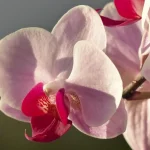 zasto-orhideja-uvene-i-kako-je-brzo-ozivjeti-5-mogucih.webp.webp