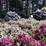 12 biljaka koje će vaš vrt jednom zauvijek riješiti korova 12 biljaka koje će vaš vrt jednom zauvijek riješiti korova