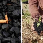 4 iznenađujuća načina korištenja drvenog ugljena u vrtu