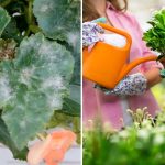 Bijeli premaz na lišću: zašto je pepelnica opasna i kako