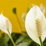 briga-za-spathiphyllum-sto-se-apsolutno-ne-moze-uciniti-s.webp.webp