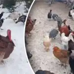 Brojleri ili domaći: koje su purice isplativije držati? Brojleri ili domaći: koje su purice isplativije držati?