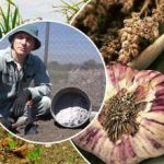 Češnjak će rasti skokovima i granicama: kako pripremiti krevete u