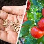 Gdje su rasle rajčice, ne možete posaditi 7 usjeva: greška