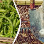 Grah je požnjeven - vrijeme je za sadnju: najbolji usjevi za sljedeću sezonu Grah je požnjeven - vrijeme je za sadnju: najbolji usjevi