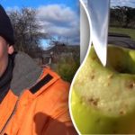 Hranjenje drveća i grmlja: zašto iskusni vrtlari to rade zimi Hranjenje drveća i grmlja: zašto iskusni vrtlari to rade zimi