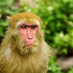 Identificiran je još jedan način prijenosa majmunskih boginja. Moraš to znati identificiran-je-jos-jedan-nacin-prijenosa-majmunskih-boginja-moras-to.jpg