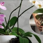 Jedna akcija i orhideja će cvjetati mjesecima: dokazana metoda