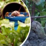 Jednostavna akcija u kolovozu: vrtlar je podijelio kako repu učiniti