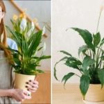 Kada i kako presaditi spathiphyllum kako bi ponovno procvjetao