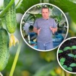 Kako izračunati vrijeme za sjetvu krastavaca za sadnice: jednostavna formula