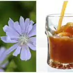 Kako jednostavno napraviti kvas od cikorije kod kuće: vrlo jednostavan