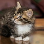 Kako mačke vide nevidljivo: tajna njihovih supermoći i ultraljubičastog kako-macke-vide-nevidljivo-tajna-njihovih-supermoci-i-ultraljubicastog.jpg