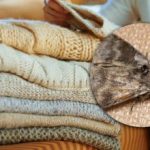 Kako se riješiti moljaca u ormarima: samo jedna biljka pomoći