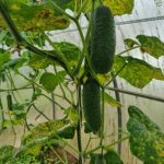 Kako točno formirati vinovu lozu krastavaca u stakleniku kako biste sakupljali kante, a ne bukete: metoda s tri stabljike kako-tocno-formirati-vinovu-lozu-krastavaca-u-stakleniku-kako-biste.jpg
