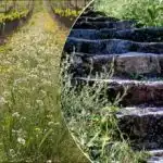 Korov će brže nestati: trik zalijevanja za koji malo tko zna Korov će brže nestati: trik zalijevanja za koji malo tko