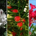 Lijepa, ali smrtonosno otrovna: koje biljke je najbolje ne saditi na mjestu Lijepa, ali smrtonosno otrovna: koje biljke je najbolje ne saditi