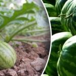 Lubenice i dinje bit će veće od lopti: što dalje