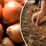 Luk raste nekoliko puta bolje: vrtlar otkriva jednostavan način sadnje prije zime Luk raste nekoliko puta bolje: vrtlar otkriva jednostavan način sadnje