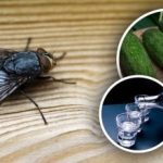 Muhe će nestati trenutno: najbolji prirodni repelenti za insekte