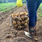 Najbolje ih je uzgajati zajedno s krumpirom za veći prinos: