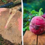 Najbolji i najgori "susjedi" za repu: što se može, a što ne može saditi uz povrće Najbolji i najgori "susjedi" za repu: što se može, a