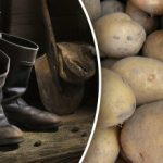 Najgori dani: kada ne kopati krumpir u rujnu