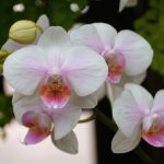 Natjerati orhideju da ponovno procvjeta lakše je nego što se čini: 5 provjerenih metoda Natjerati orhideju da ponovno procvjeta lakše je nego što se