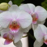 natjerati-orhideju-da-ponovno-procvjeta-lakse-je-nego-sto-se.webp.webp