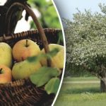 Ne biste trebali sjeći: kako pomladiti staro stablo jabuke