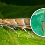 Nova invazija štetočina u Ukrajini: Ugroženo 80% usjeva, kako se