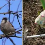 Proljetni radovi u vrtu: što trebate učiniti nakon zime i