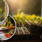 Rana sjetva sadnica: stručnjak otkriva tipične pogreške kako bi se izbjeglo dvostruko plaćanje Rana sjetva sadnica: stručnjak otkriva tipične pogreške kako bi se