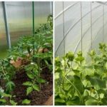 Rekordna žetva iznenadit će čak i susjede: kako brzo navlažiti