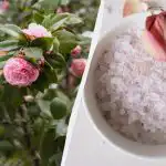 S ovim proizvodom ruže će cvjetati kao nikad prije: što