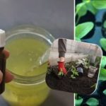 Sadnice će se udebljati pred našim očima: vrtlarica otkrila tajnu bakine metode Sadnice će se udebljati pred našim očima: vrtlarica otkrila tajnu