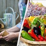 Samo ovih dana vrijedi saditi sadnice: najtočniji kalendar sjetve za veljaču 2026. Samo ovih dana vrijedi saditi sadnice: najtočniji kalendar sjetve za