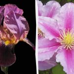 Smrtonosno za mačke i opasno za ljude: 5 cvjetova koje