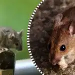 Štakori i miševi će pobjeći i zauvijek nestati ako im