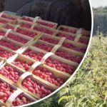 Što je isplativije od borovnica u 2026.: savjet poljoprivrednika