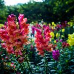 Što posijati u veljači: stručnjaci su imenovali 6 vrsta cvjetnih