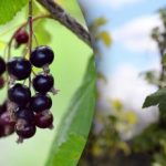 Što učiniti s grmovima ribiza u rano proljeće: pobrinite se za veliku žetvu Što učiniti s grmovima ribiza u rano proljeće: pobrinite se