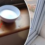 Svaka kuhinja ima: kako se riješiti plijesni i kondenzacije na prozorima Svaka kuhinja ima: kako se riješiti plijesni i kondenzacije na