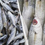 Takvu smrznutu ribu ne možete kupiti: liječnik je objasnio što trebate tražiti Takvu smrznutu ribu ne možete kupiti: liječnik je objasnio što