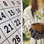 Točan lunarni kalendar za sjetvu u ožujku 2026.: što saditi