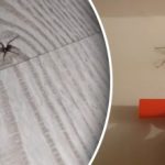 Uklanjanje paučine nije dovoljno: kako se jednom zauvijek riješiti pauka