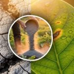 Više štete nego koristi: koje biljke pate od hranjenja pepelom