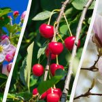 Vrtlari su imenovali 8 stabala koja se ne smiju rezati u jesen Vrtlari su imenovali 8 stabala koja se ne smiju rezati