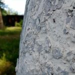 Zašto iskusni ljetni stanovnici izbjeljuju debla u ožujku, a ne u svibnju: proljetni obrazovni program zasto-iskusni-ljetni-stanovnici-izbjeljuju-debla-u-ozujku-a-ne.jpg